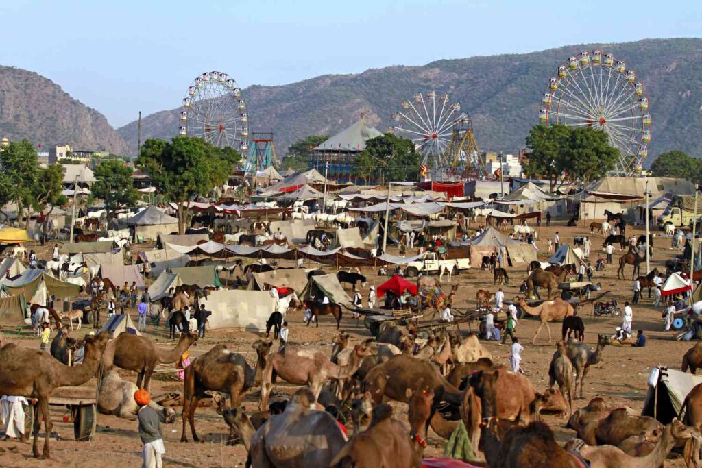 Pushkar Camel Fair Rajasthan Culture 