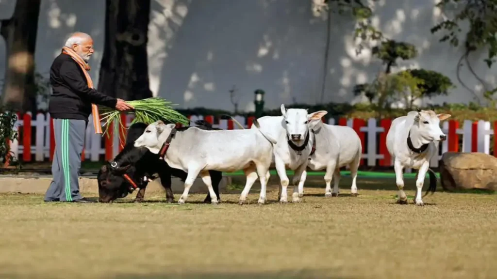 Holy Cow indian culture and tradition