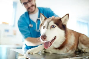 Read more about the article Affordable Pet Care: Saving Money Without Sacrificing Quality