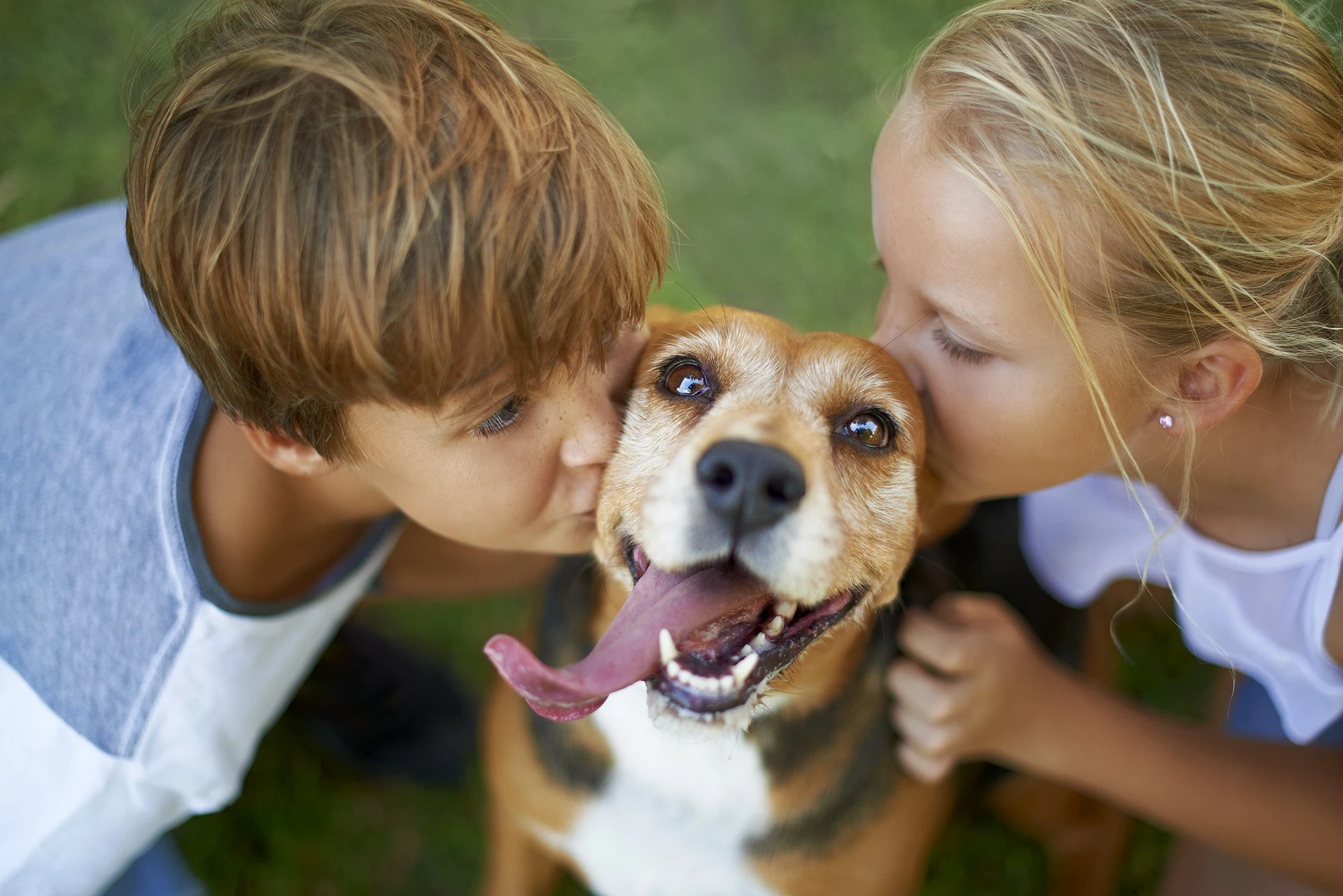 Read more about the article Family Pet Care: A Comprehensive Guide