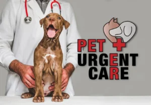 Read more about the article Urgent Pet Care: Recognizing and Responding to Pet Emergencies